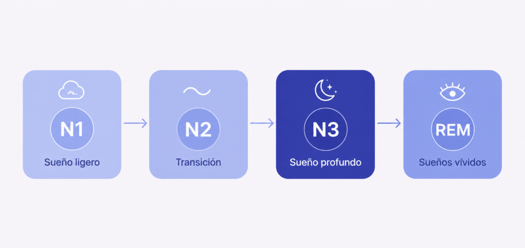 Ciclos de Sueño: Cuántos Necesitas para Despertar Descansado Infografía de las etapas de un ciclo de sueño: N1 ligero, N2, N3 profundo y REM