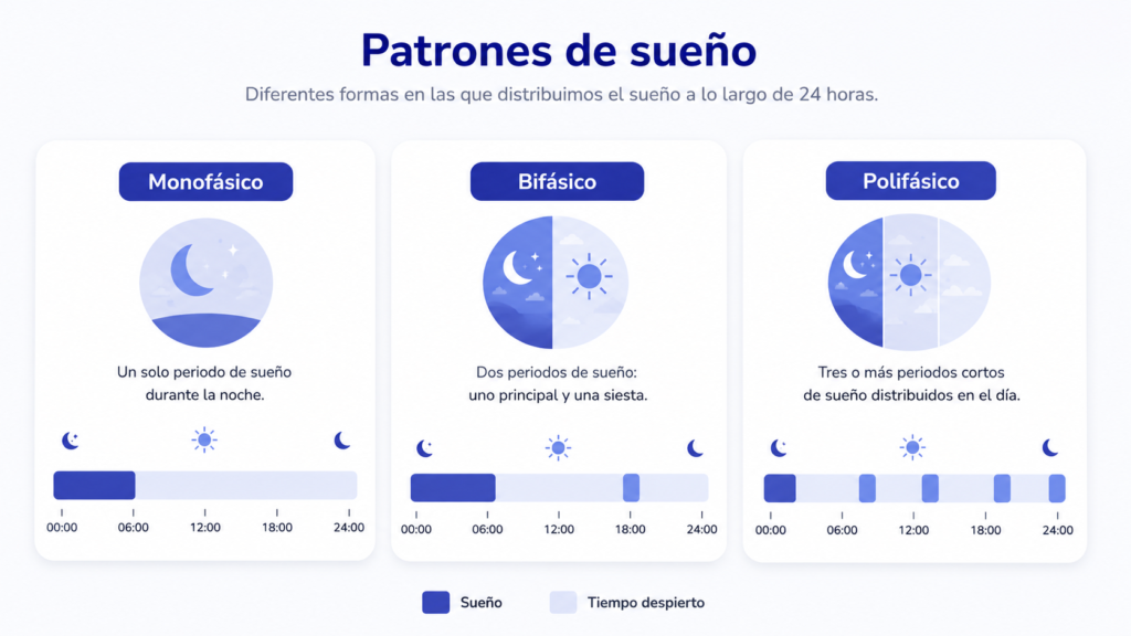 Sueño Polifásico: Qué Es y Cómo Empezar Diferencia entre sueño monofásico, bifásico y polifásico